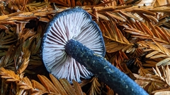 Entoloma subcarneum