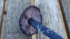 Entoloma subcarneum