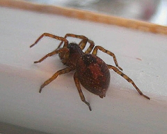 Amaurobius fenestralis