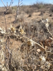 Epixiphium wislizeni