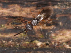 Conostigmus