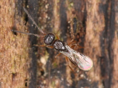 Conostigmus