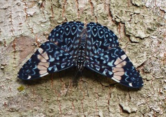 Hamadryas amphinome amphinome