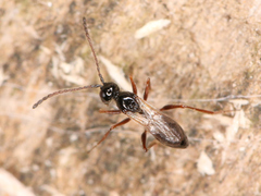Eucoilinae