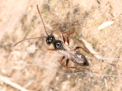 Eucoilinae