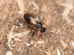 Eucoilinae