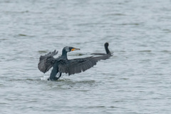 Phalacrocorax carbo