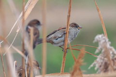 Passer domesticus
