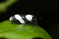 Peridinetus cretaceus