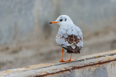 Chroicocephalus ridibundus