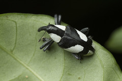 Peridinetus cretaceus