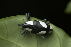 Peridinetus cretaceus