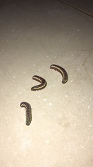Argyrosticta decumana