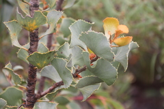 Hakea brownii