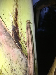 Caligo illioneus illioneus