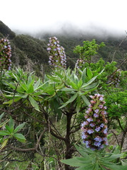 Echium acanthocarpum