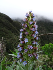 Echium acanthocarpum