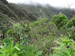 Echium acanthocarpum