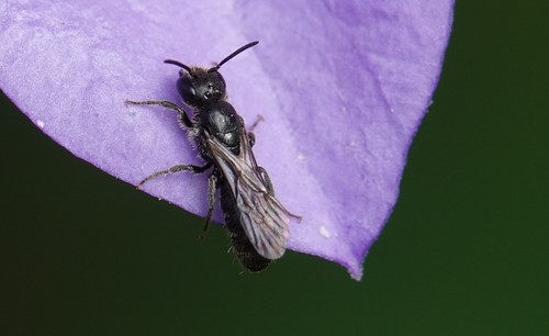 Small Scissor Bee