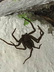 Sicarius ornatus
