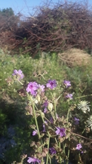 Mirabilis ovata
