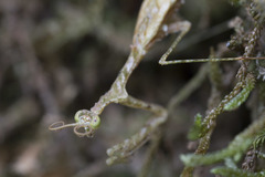 Pogonogaster tristani