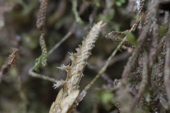 Pogonogaster tristani