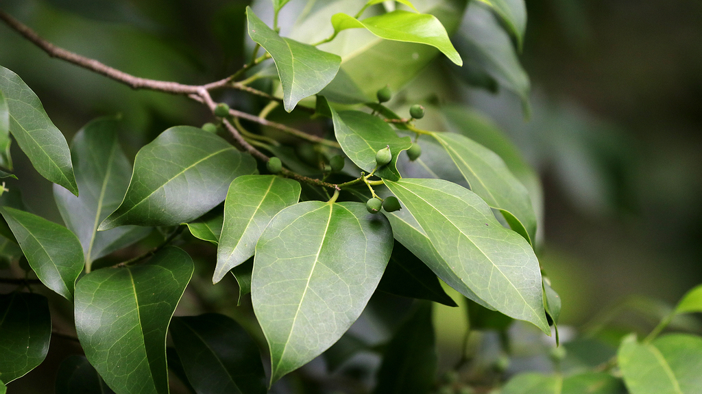 Celtis pacifica