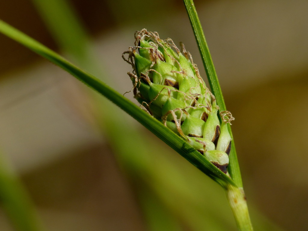 Carex gaudichaudiana