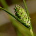 Carex gaudichaudiana - Photo (c) harrylurling,  זכויות יוצרים חלקיות (CC BY-NC), הועלה על ידי harrylurling