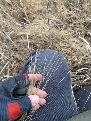 Aristida longispica iNat (2)
