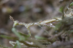 Pogonogaster tristani