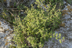 Origanum onites