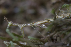 Pogonogaster tristani