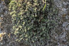 Paronychia macrosepala