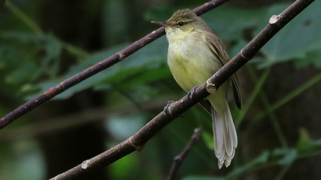 Cook Islands Reed Warbler photo