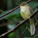 Cook Islands Reed Warbler - Photo (c) Joseph Brider, some rights reserved (CC BY-NC-ND), uploaded by Joseph Brider