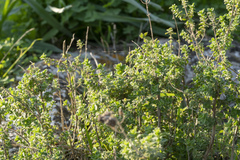 Origanum onites
