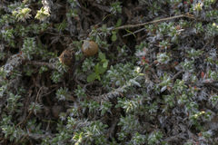 Paronychia macrosepala