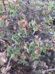 Quercus hinckleyi