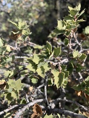Quercus hinckleyi