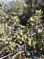 Quercus hinckleyi