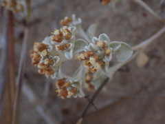 Helichrysum litorale
