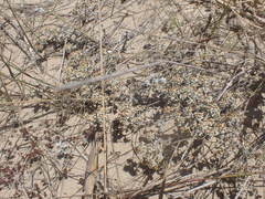 Helichrysum litorale