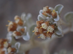 Helichrysum litorale