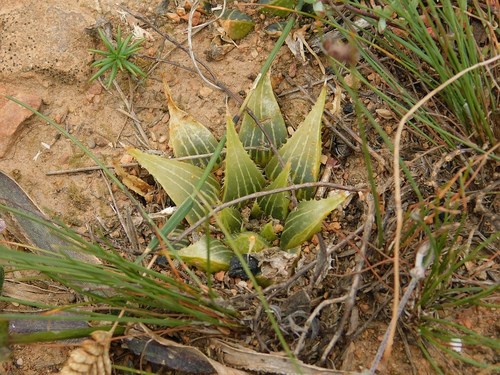 Haworthia mirabilis