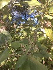 Brachyglottis repanda