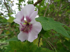 Malva acerifolia