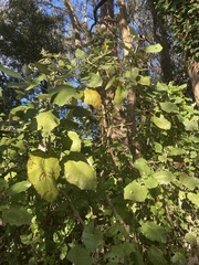 Brachyglottis repanda