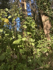 Brachyglottis repanda